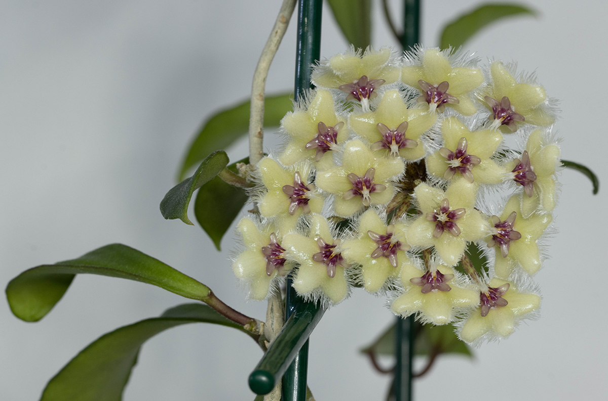 Hoya soidaoensis