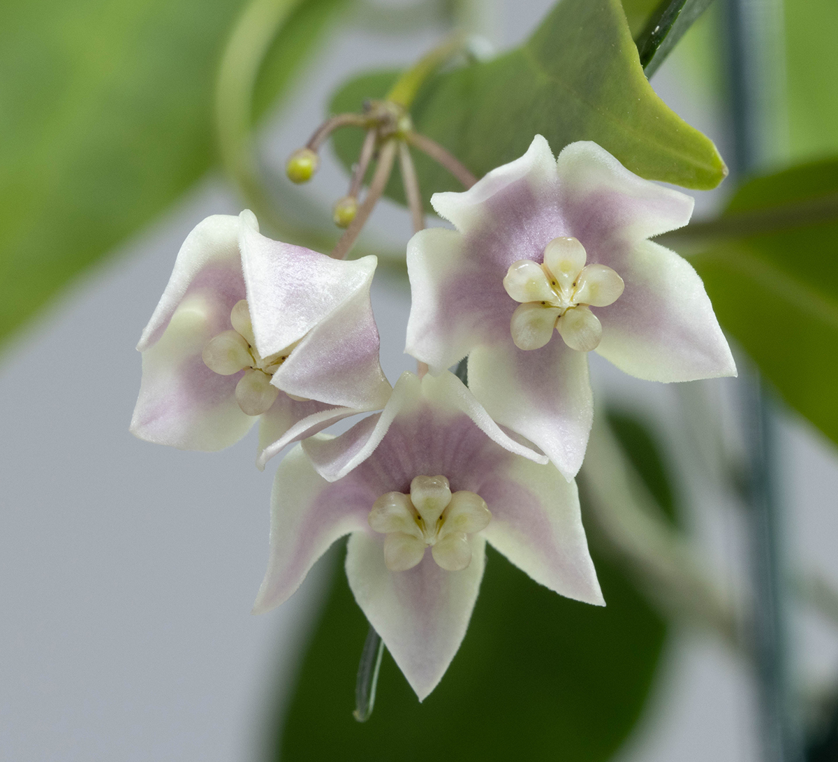 Hoya solaniflora