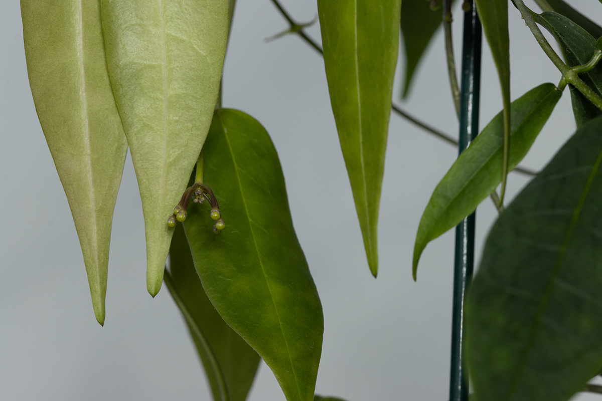 Hoya solaniflora