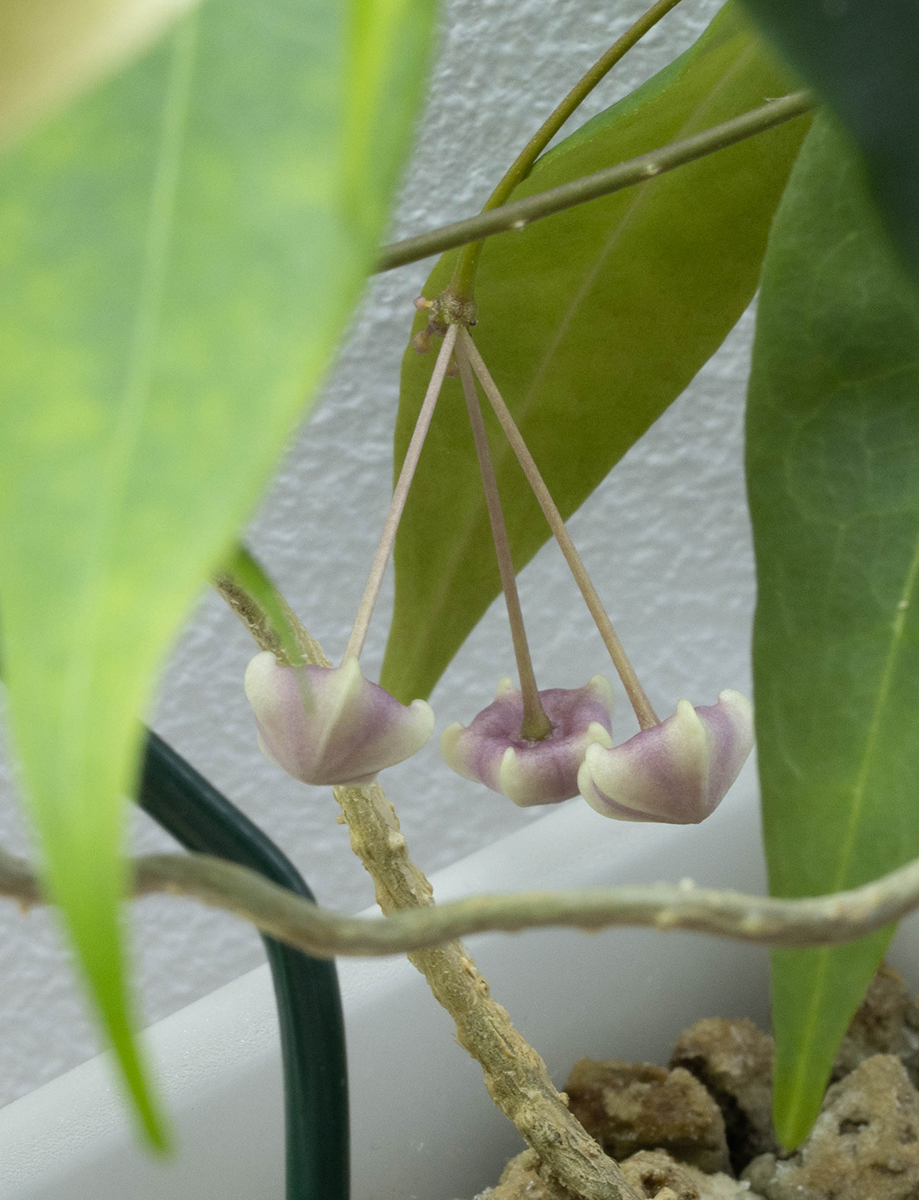 Hoya solaniflora