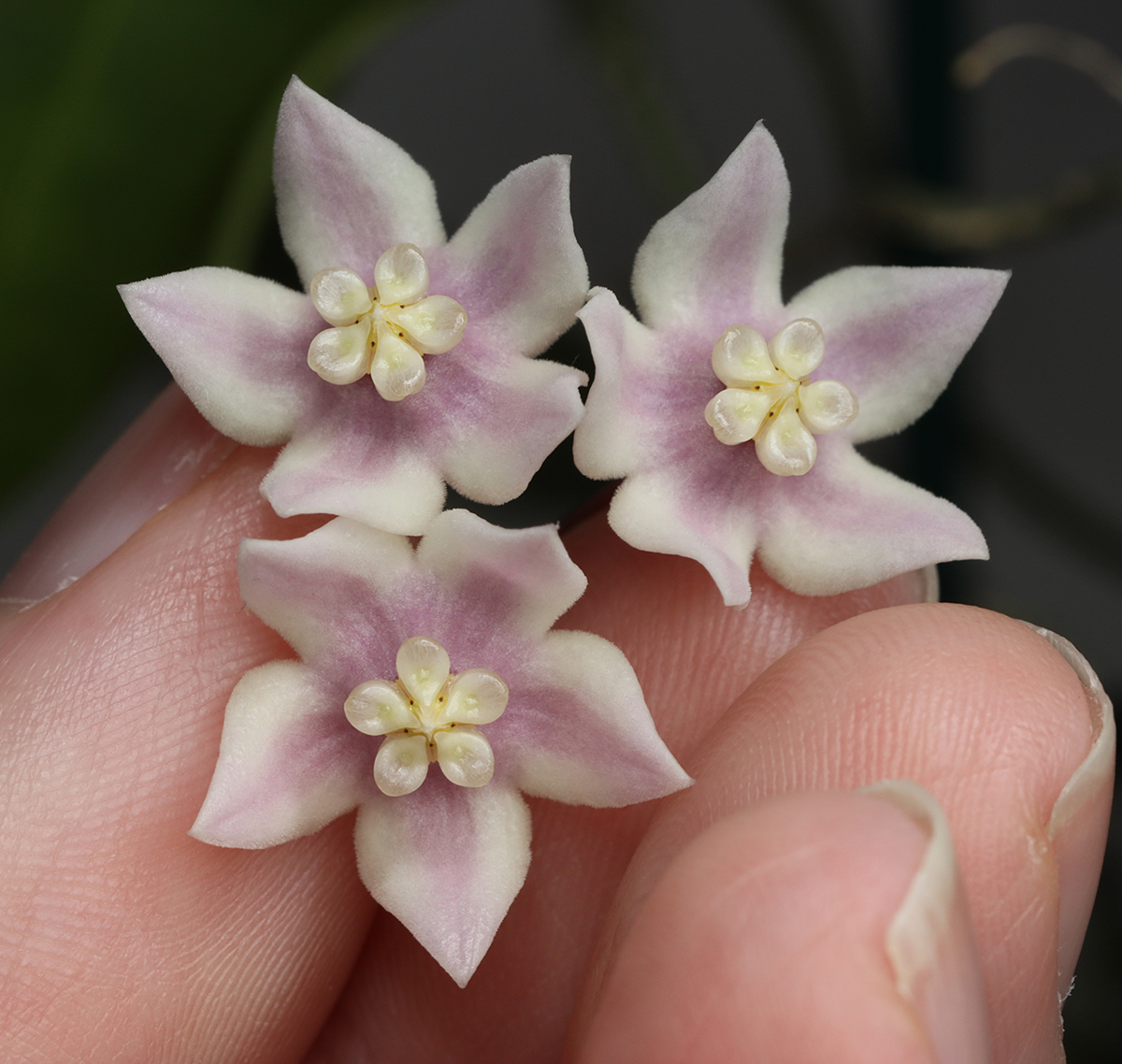 Hoya solaniflora