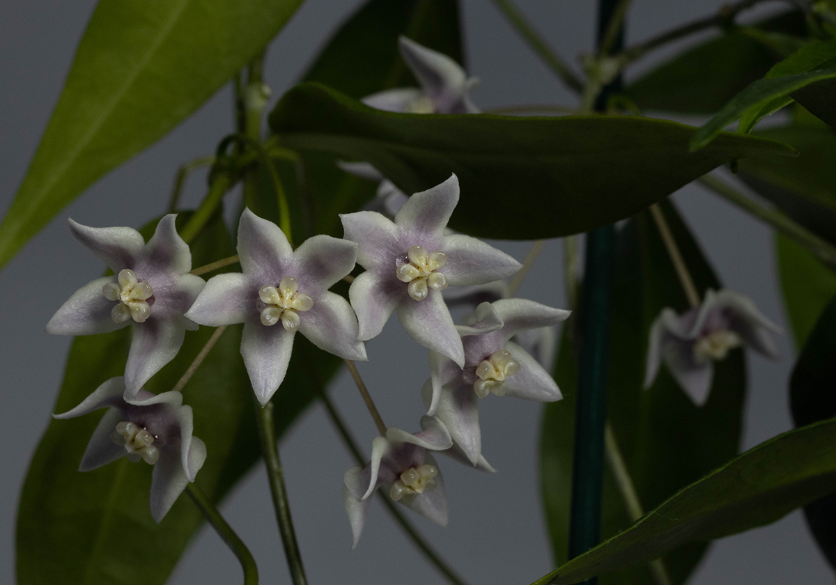 Hoya solaniflora