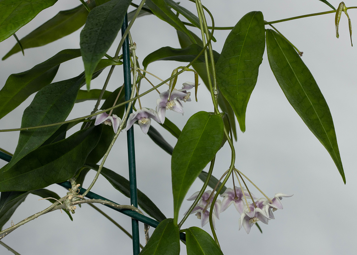 Hoya solaniflora