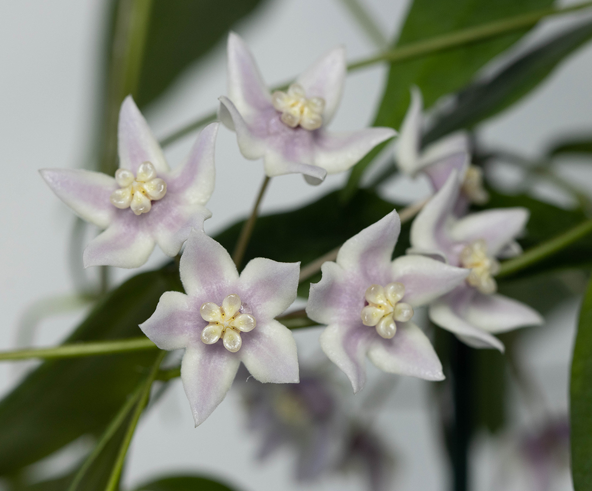 Hoya solaniflora