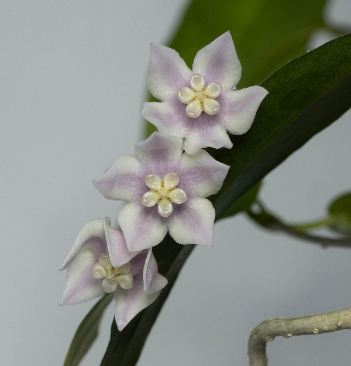 Hoya solaniflora