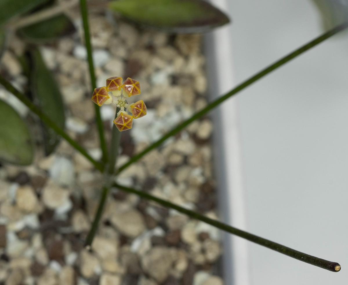 Hoya spartioides