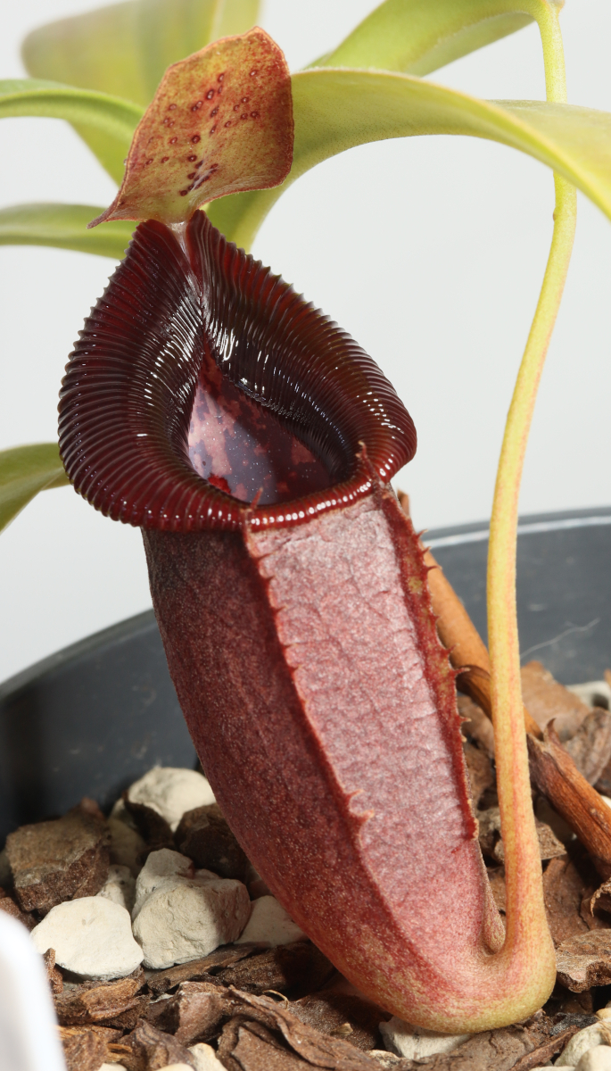 Nepenthes spathulata x jacquelineae