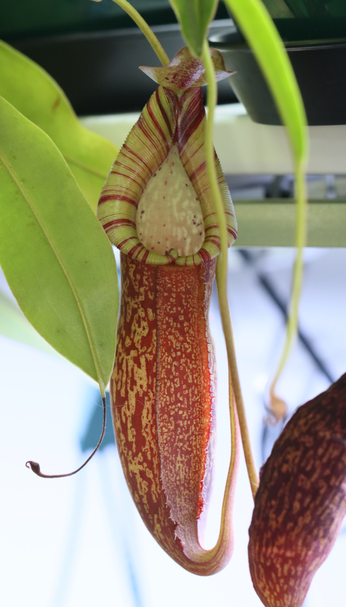 Nepenthes spathulata x spectabilis