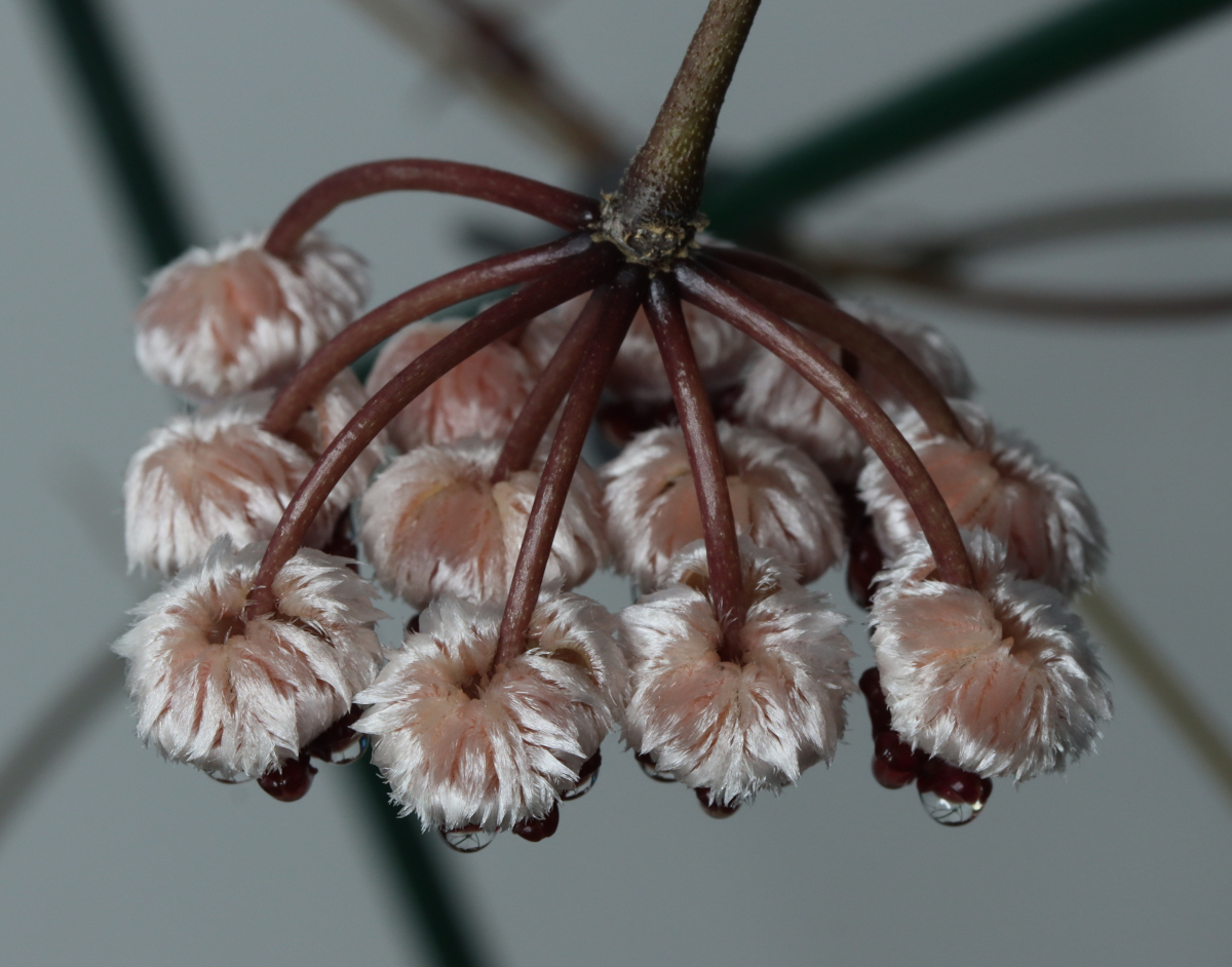 Hoya sp. Sulawesi