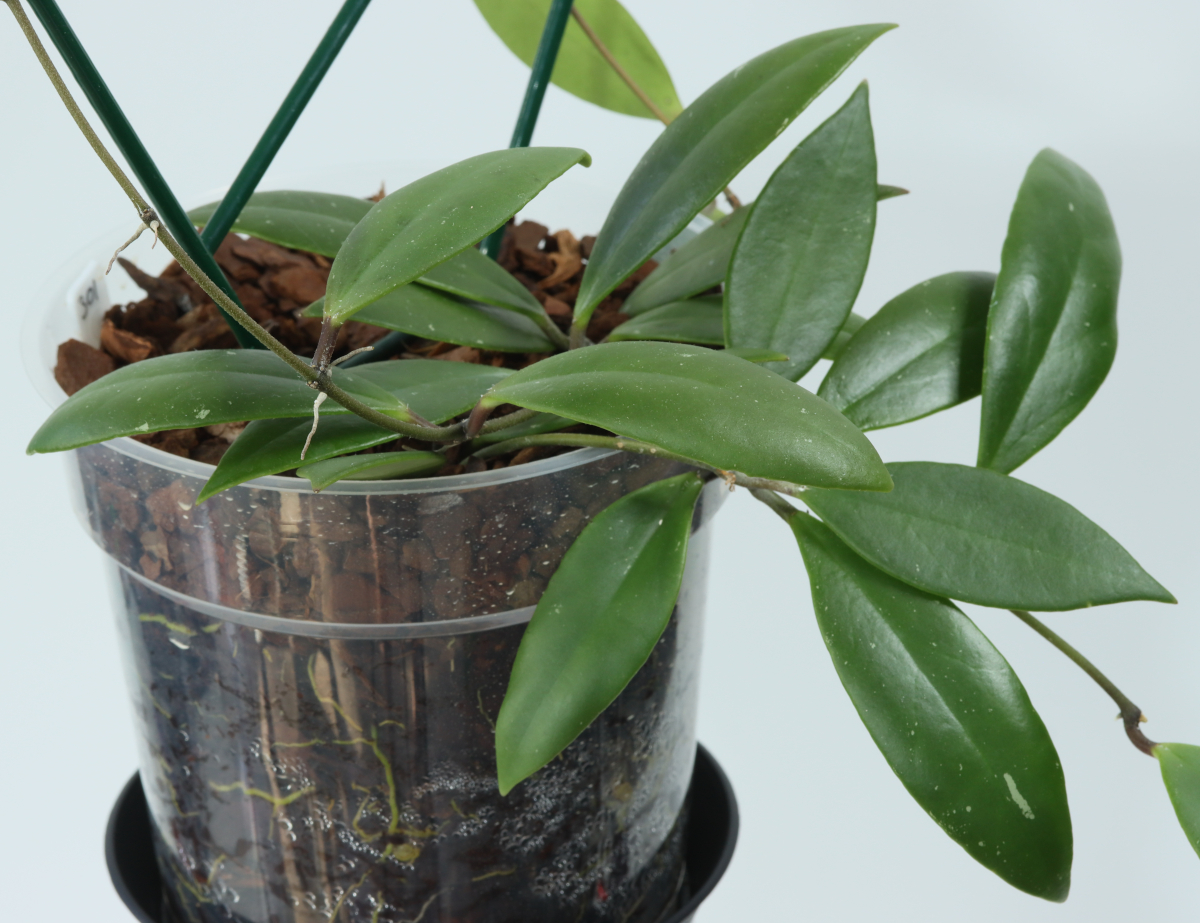 Hoya sp. Sulawesi