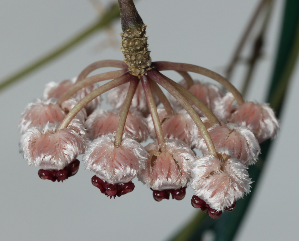 Hoya sp. Sulawesi