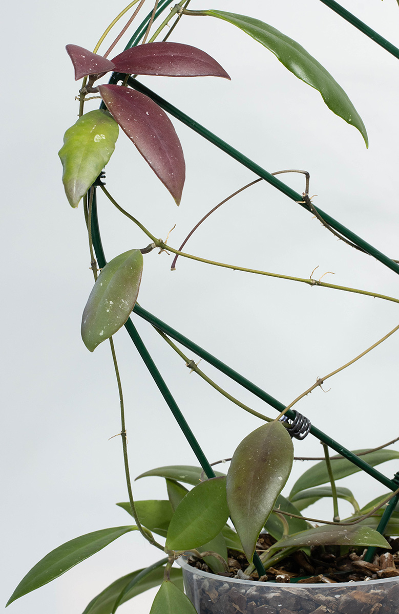 Hoya sp. Sulawesi