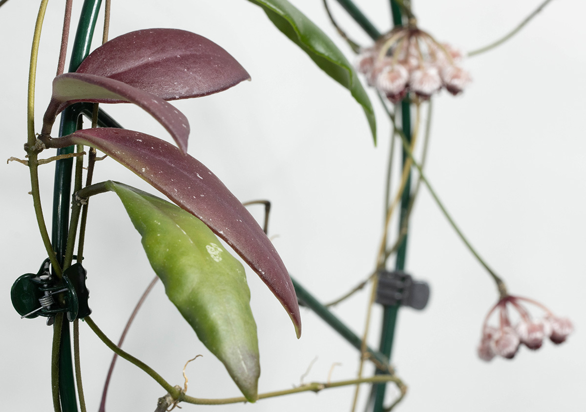 Hoya sp. Sulawesi