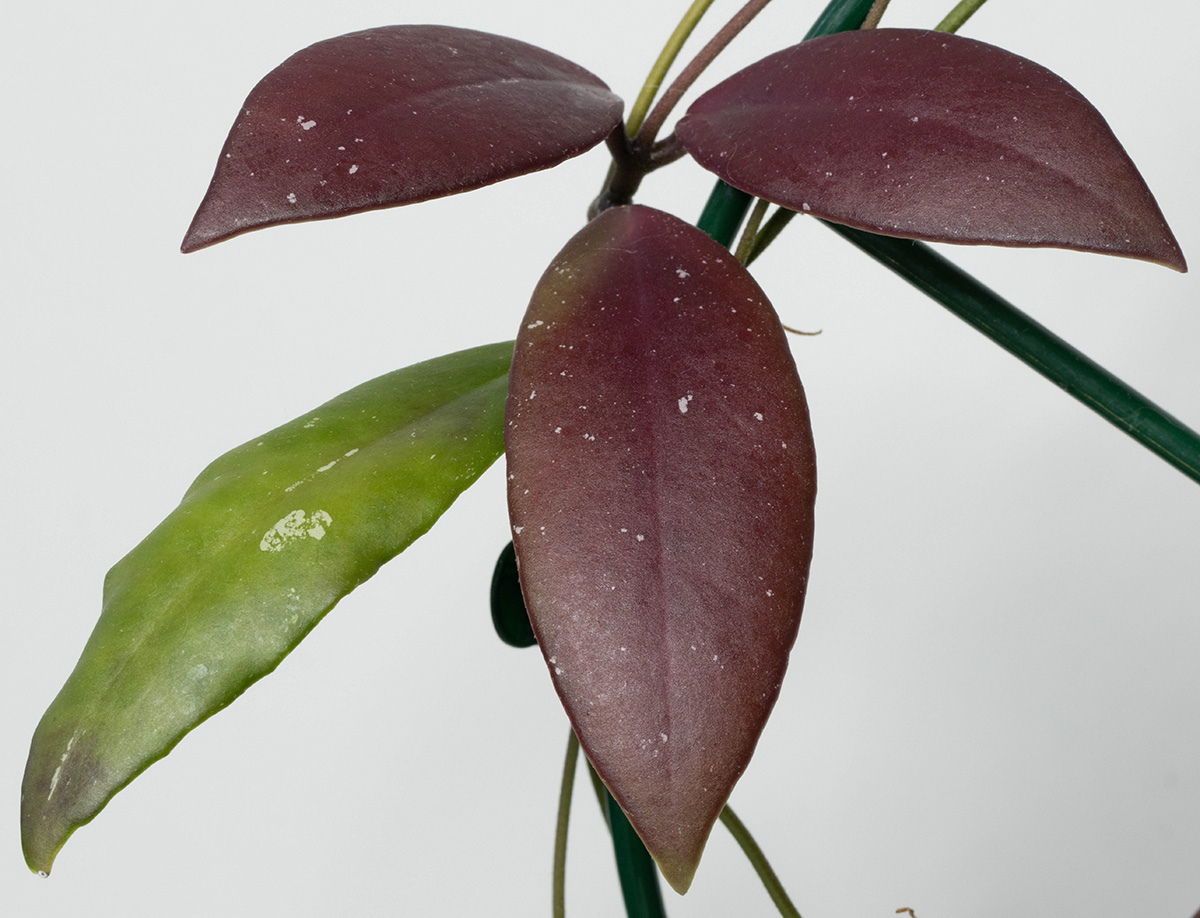 Hoya sp. Sulawesi