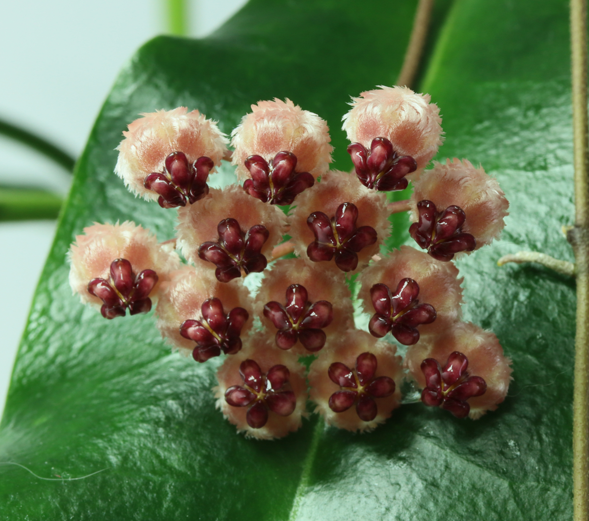 hoya sp. Sulawesi nr 1