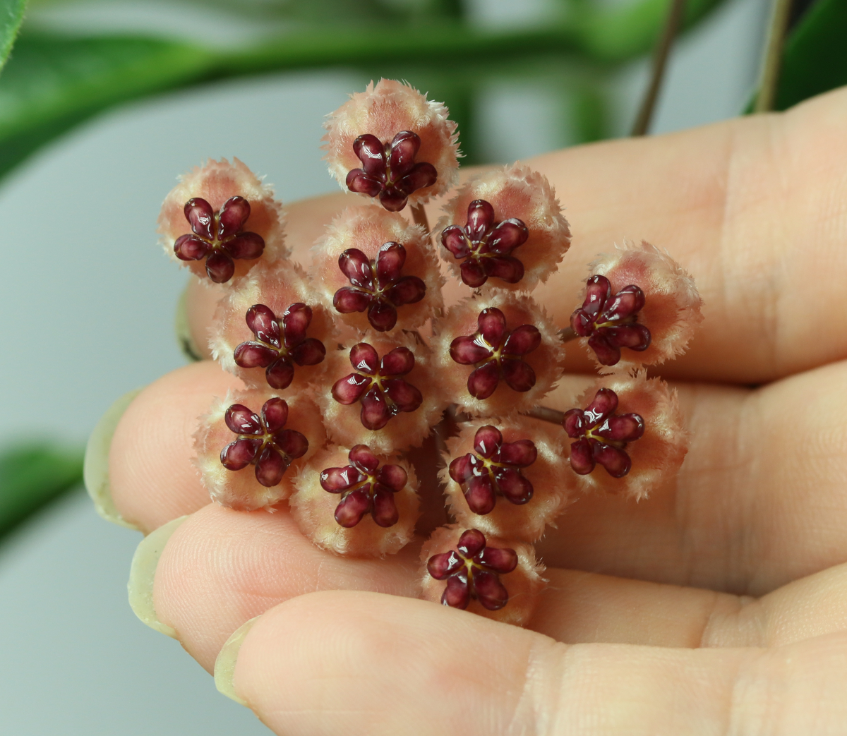 Hoya sp. Sulawesi