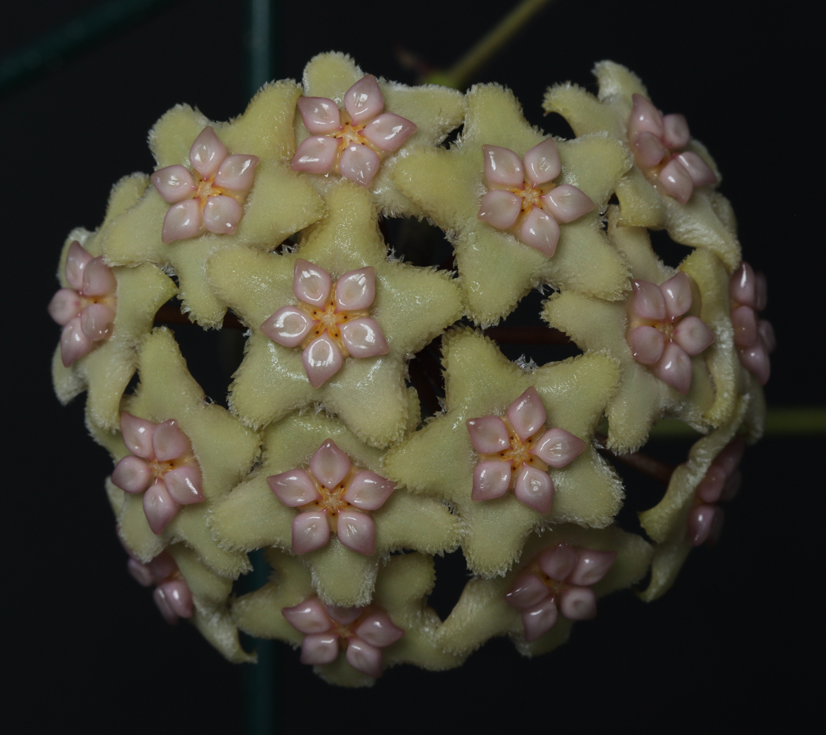 Hoya sp. Sulawesi