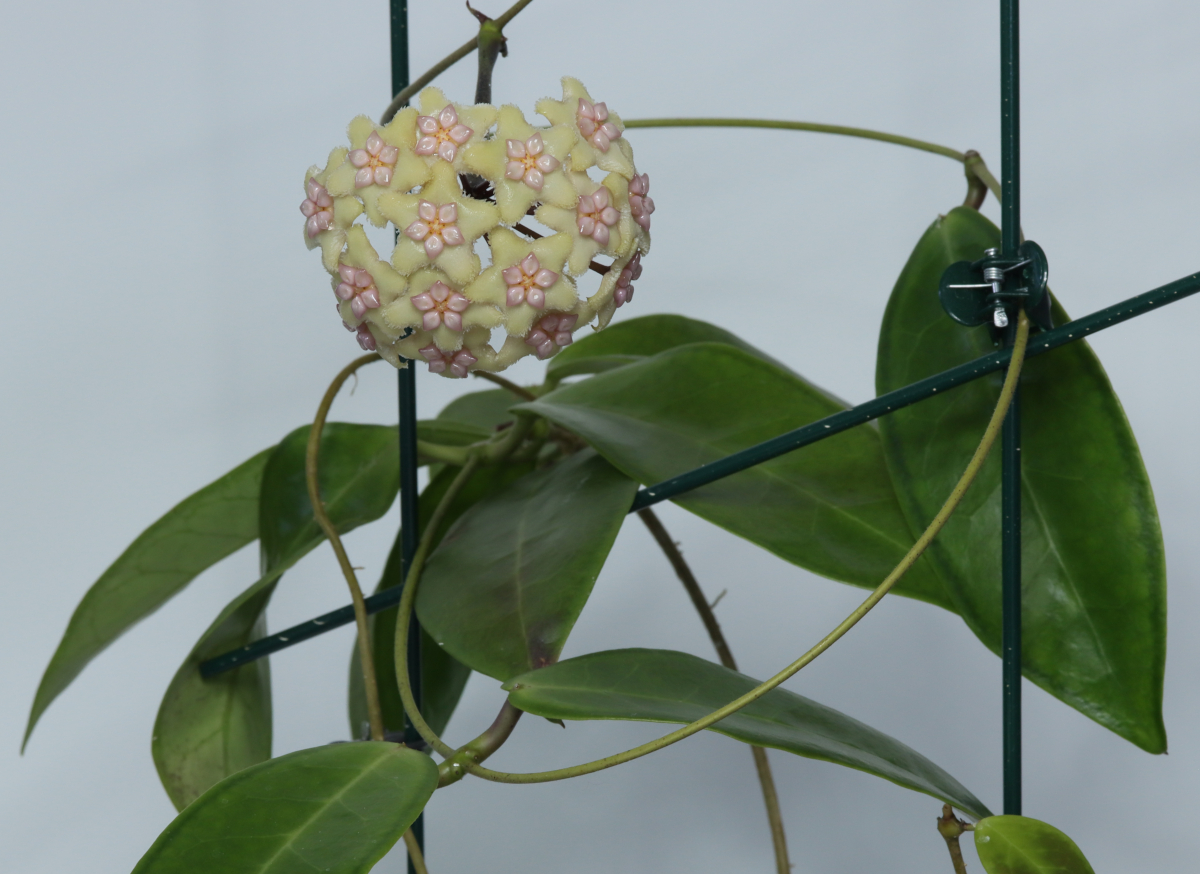 Hoya sp. Sulawesi