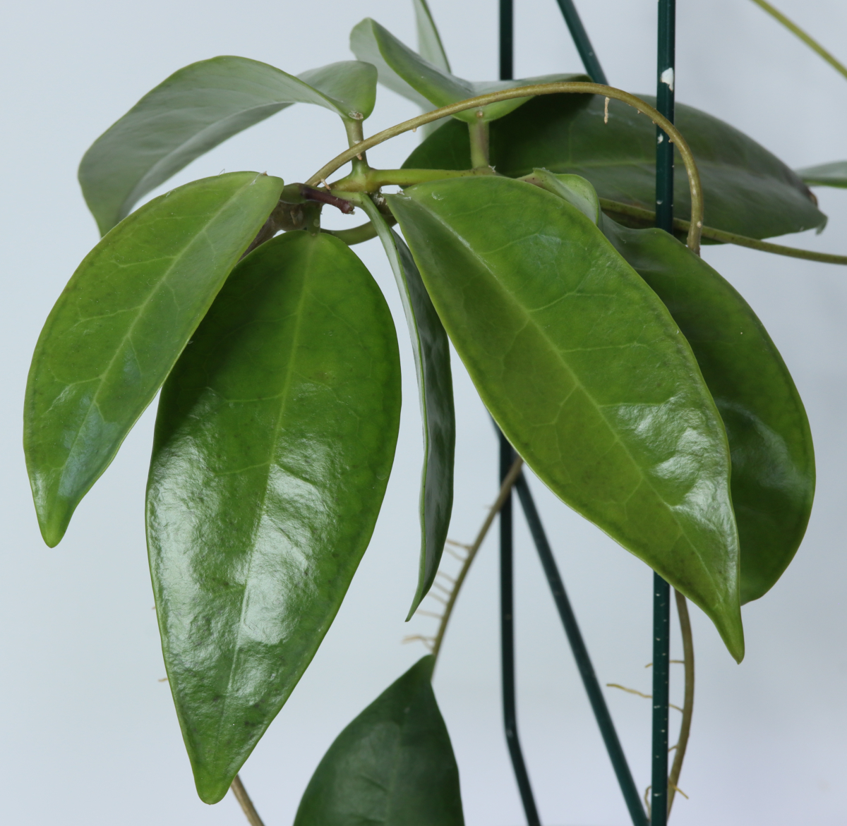 Hoya sp. Sulawesi