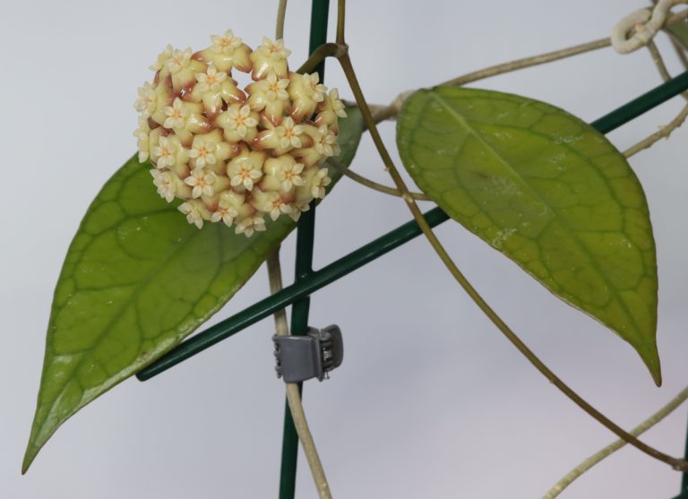 Hoya ‘Tequila Sunrise’ Frostvit's Flora