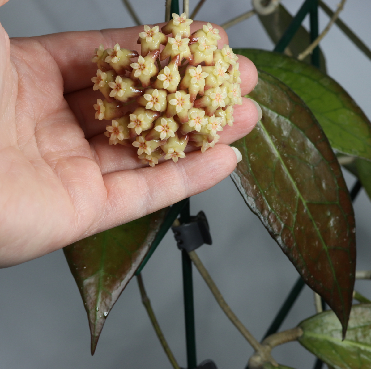 Hoya 'Tequila Sunrise'