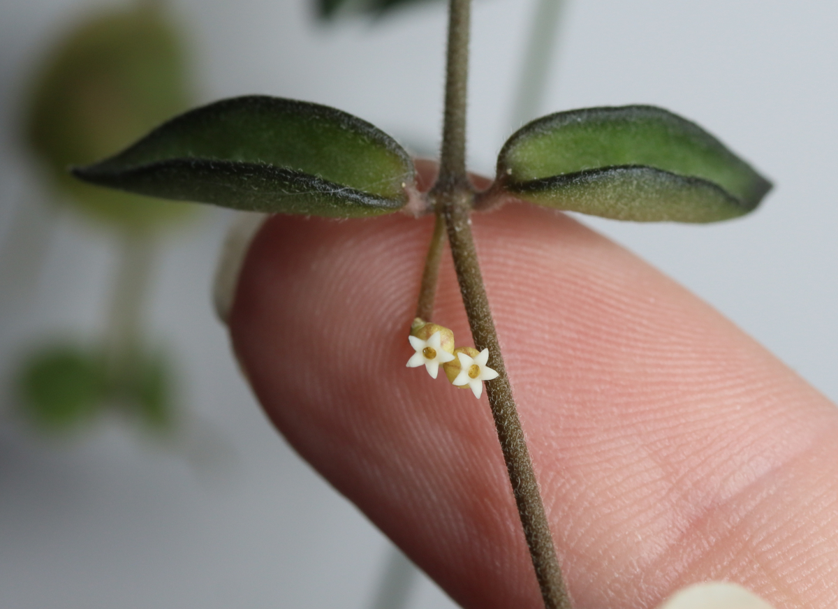 Dischidia tomentella