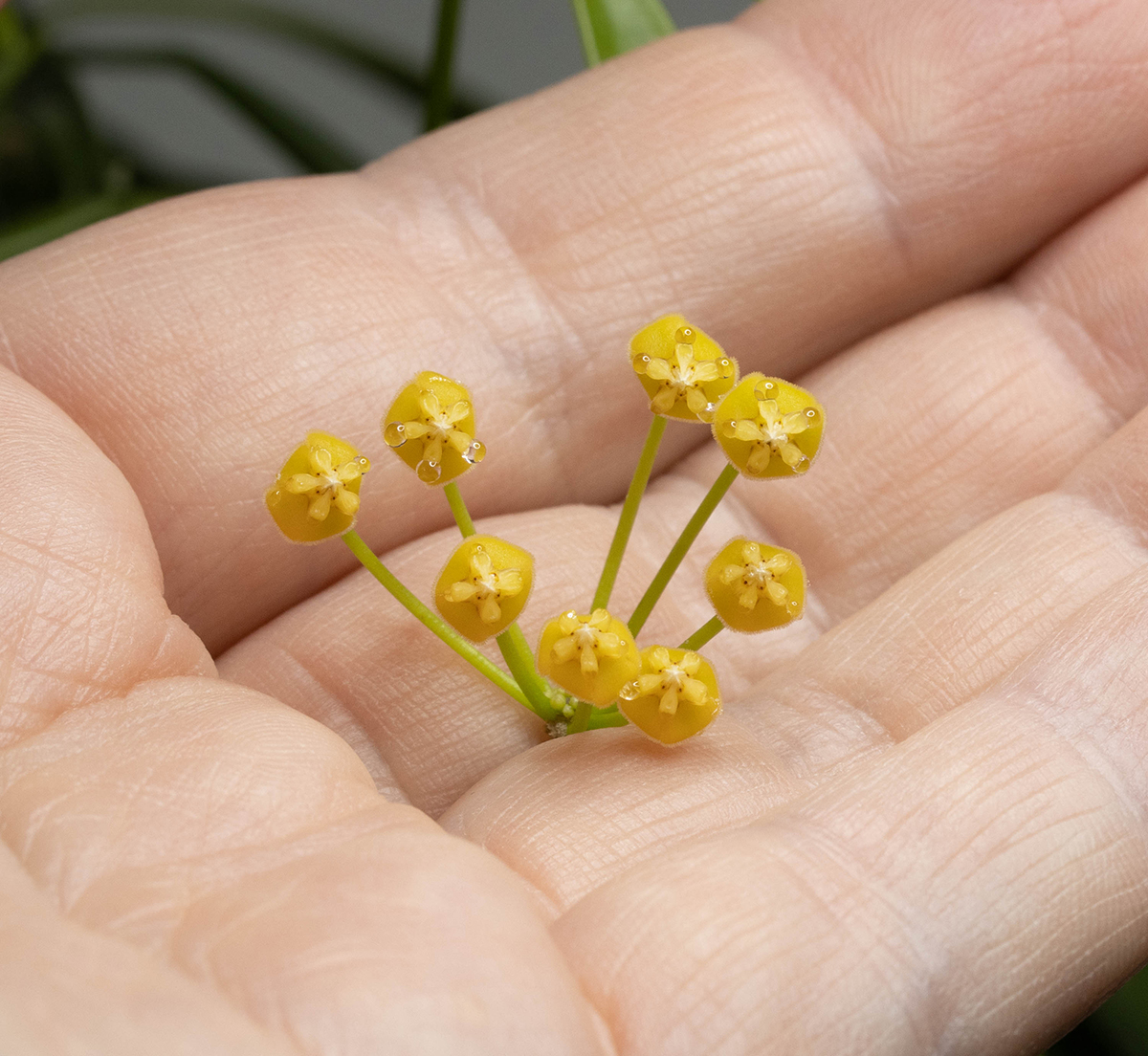 Hoya tsangii