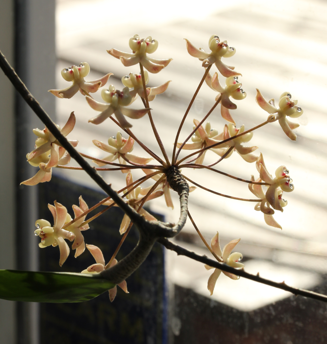 Hoya uncinata