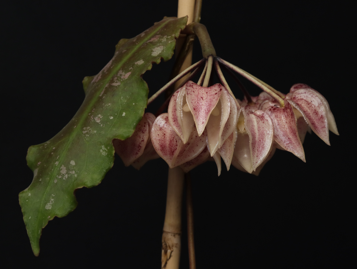 Hoya undulata