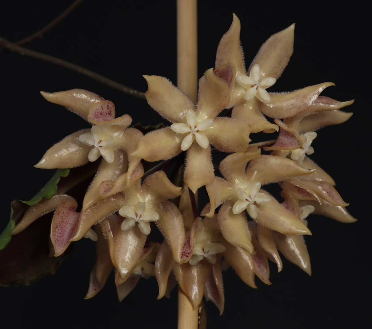 Hoya undulata