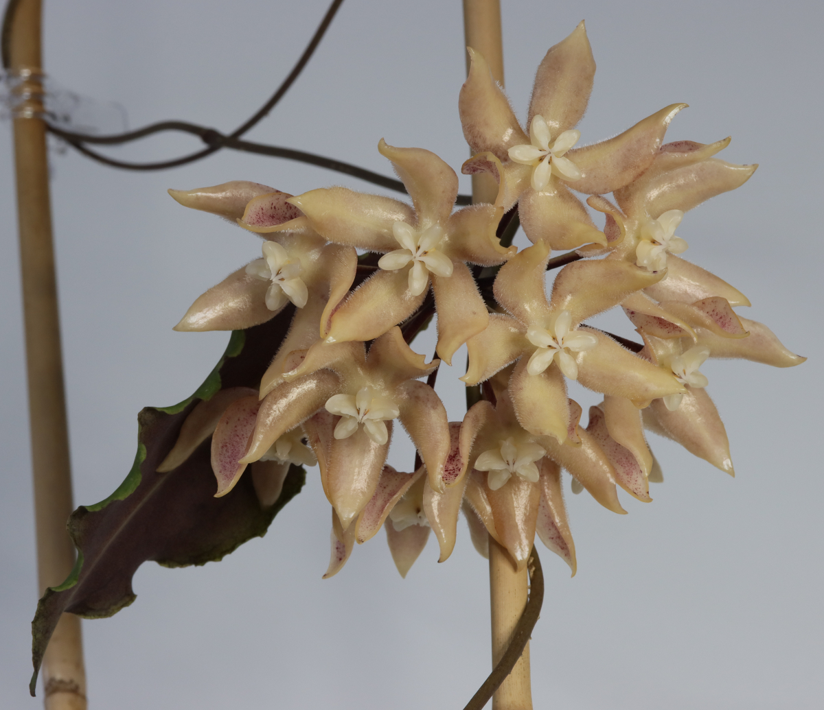 Hoya undulata