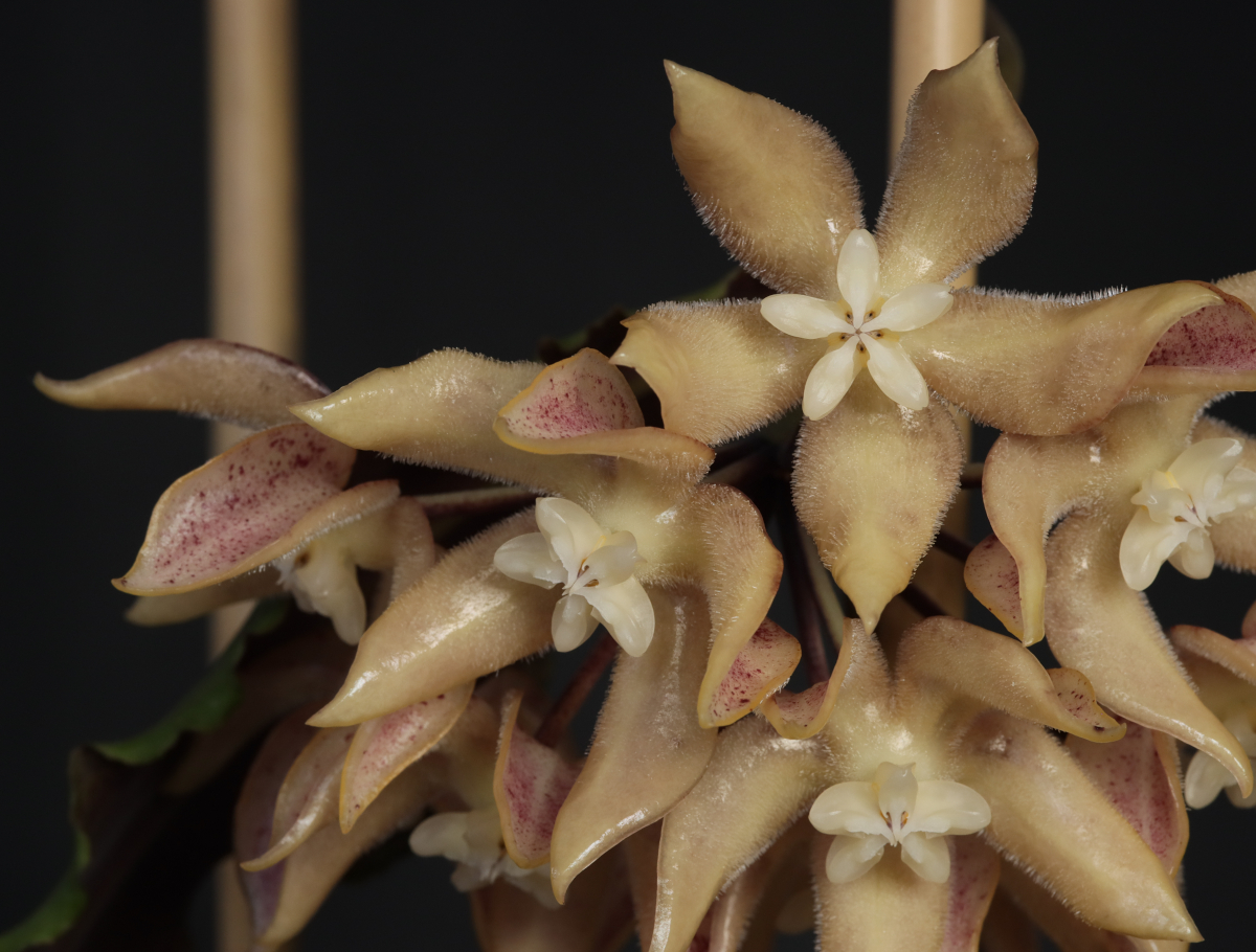 Hoya undulata