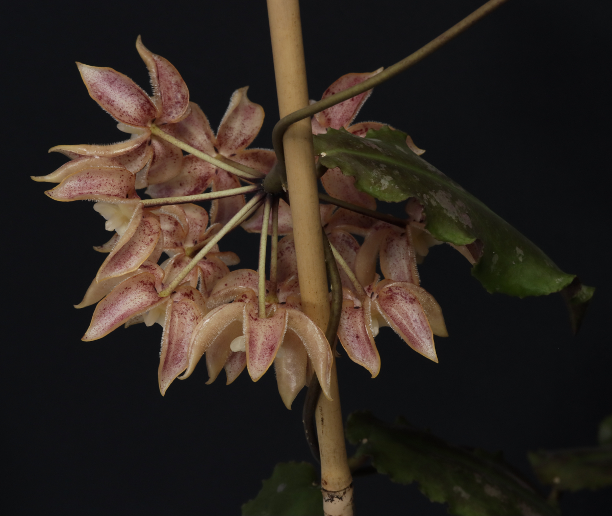 Hoya undulata