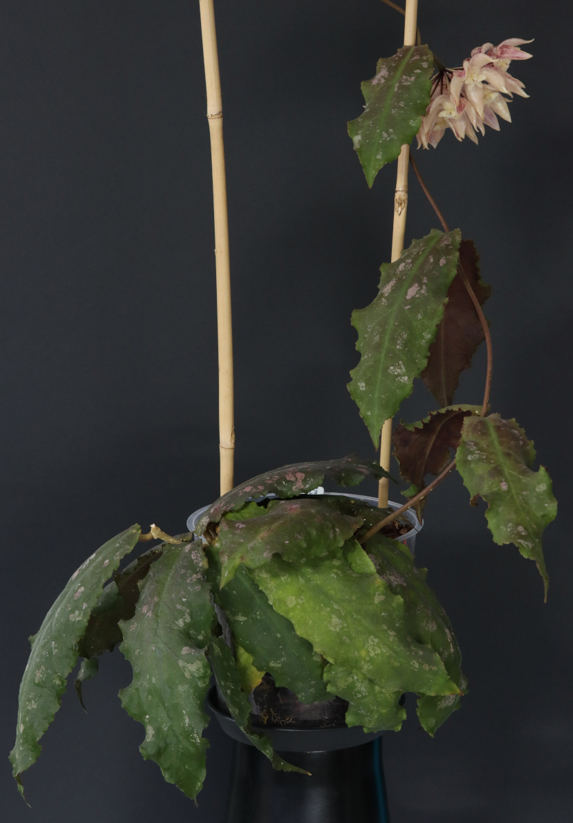 Hoya undulata