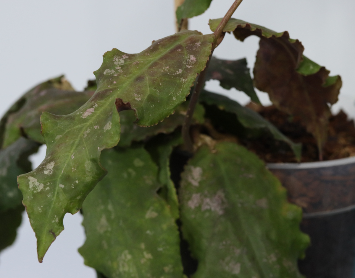 Hoya undulata