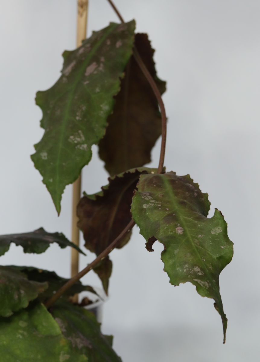 Hoya undulata