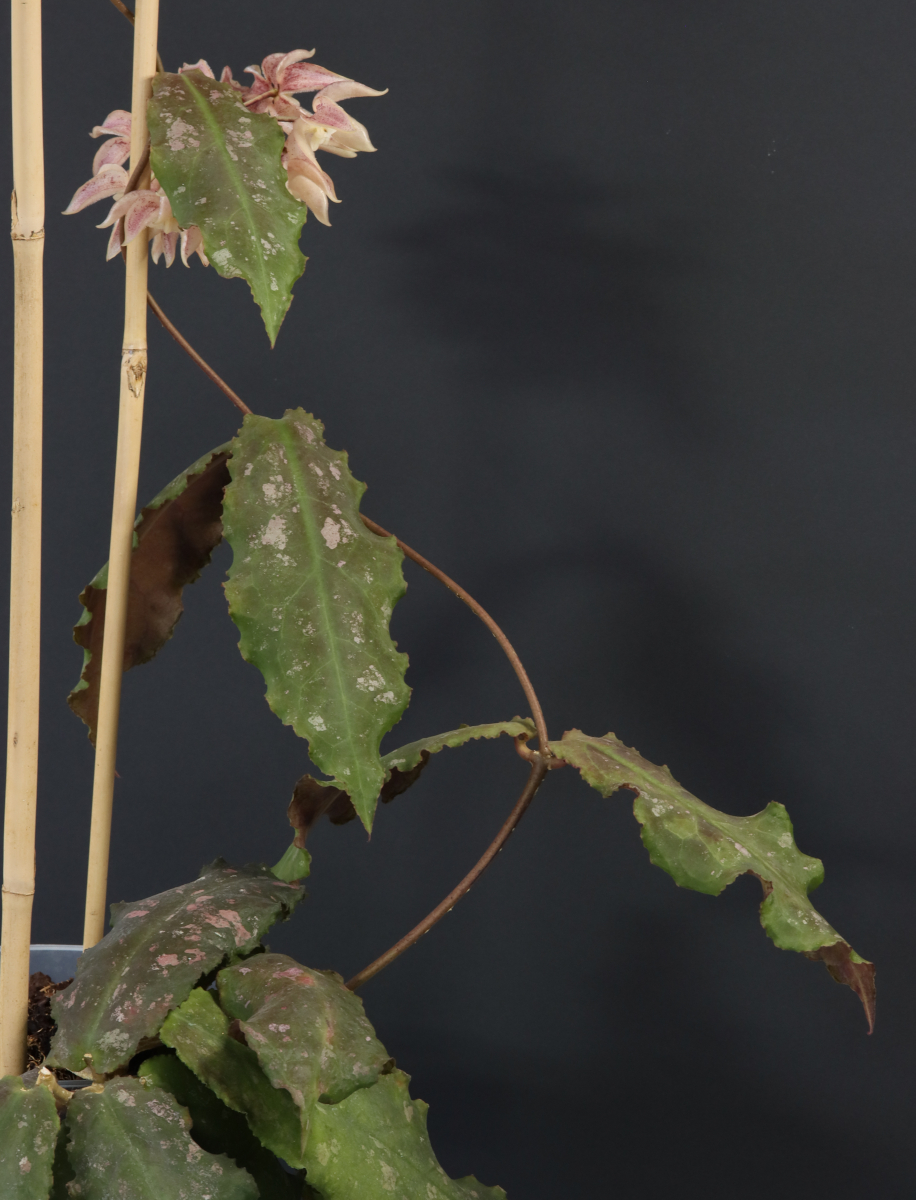 Hoya undulata