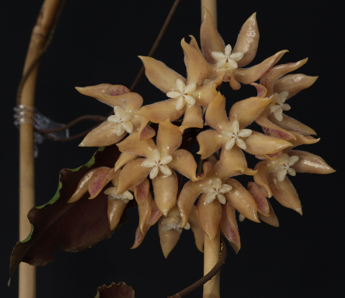 Hoya undulata