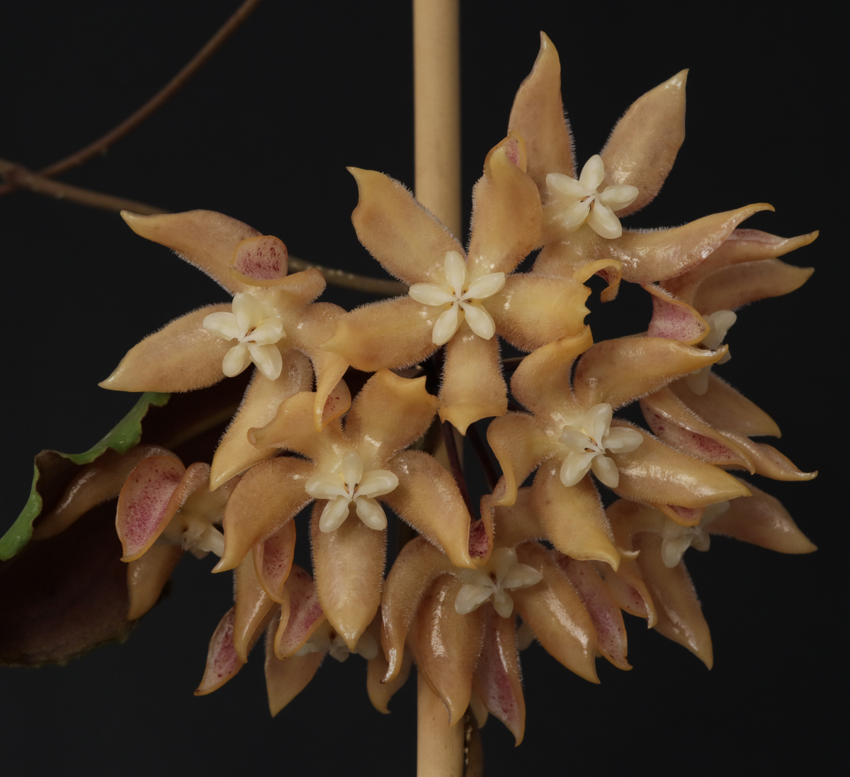 Hoya undulata