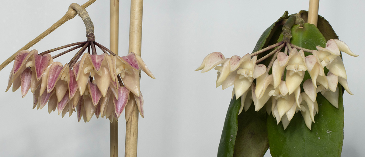 Hoya undulata