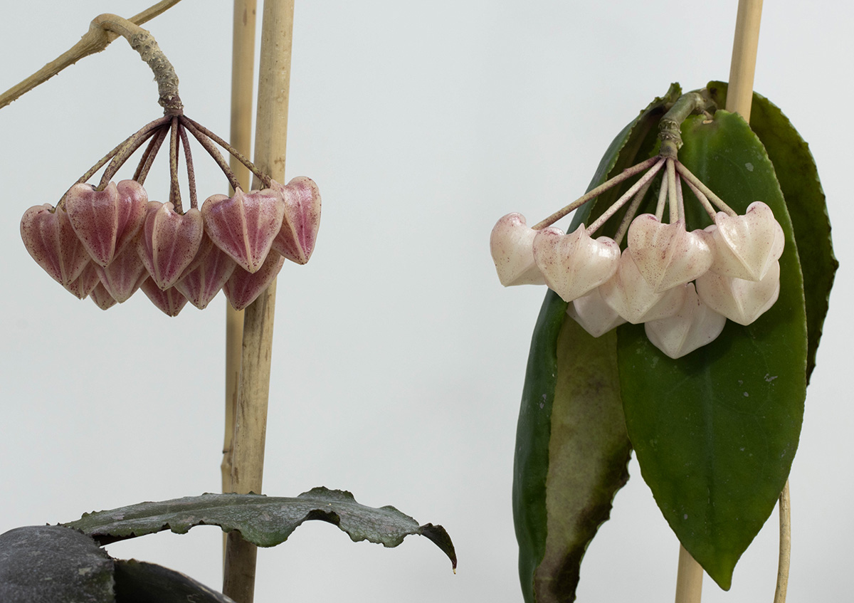 Hoya undulata