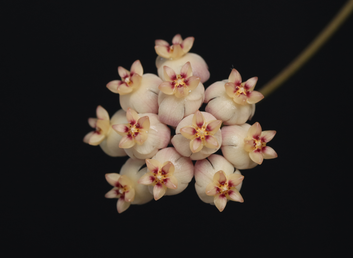 Hoya sp. aff. scortechinii (UT001)