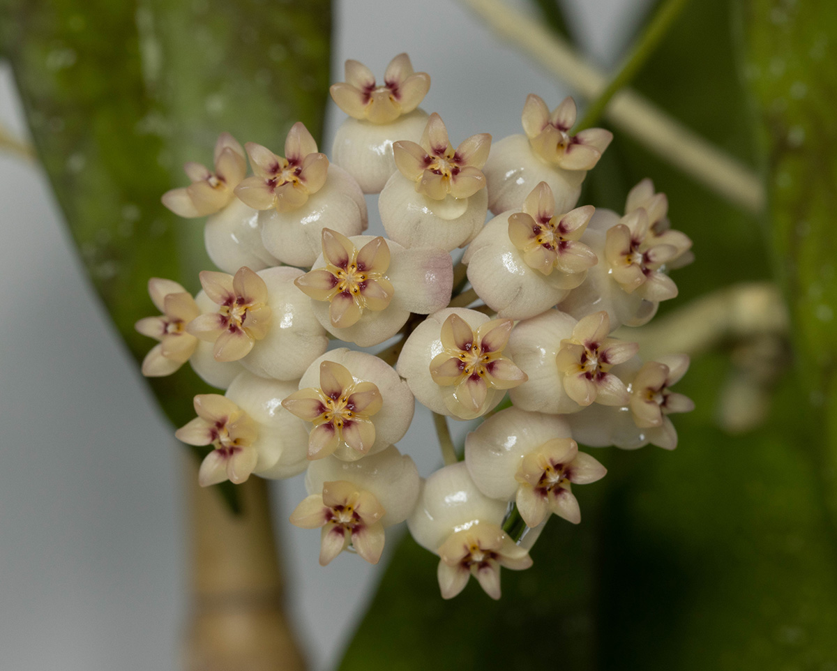 Hoya scortechinii