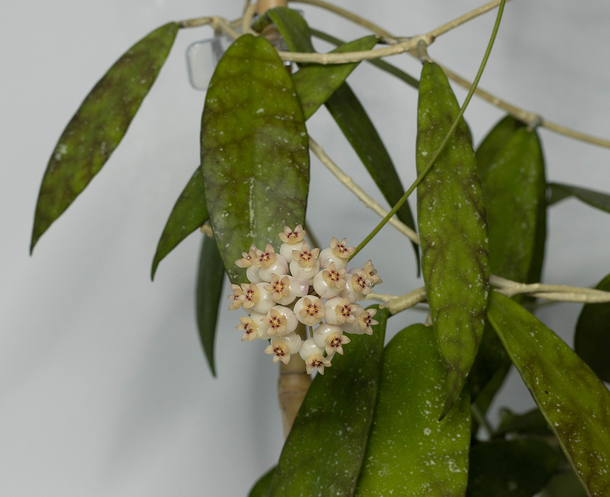 Hoya scortechinii