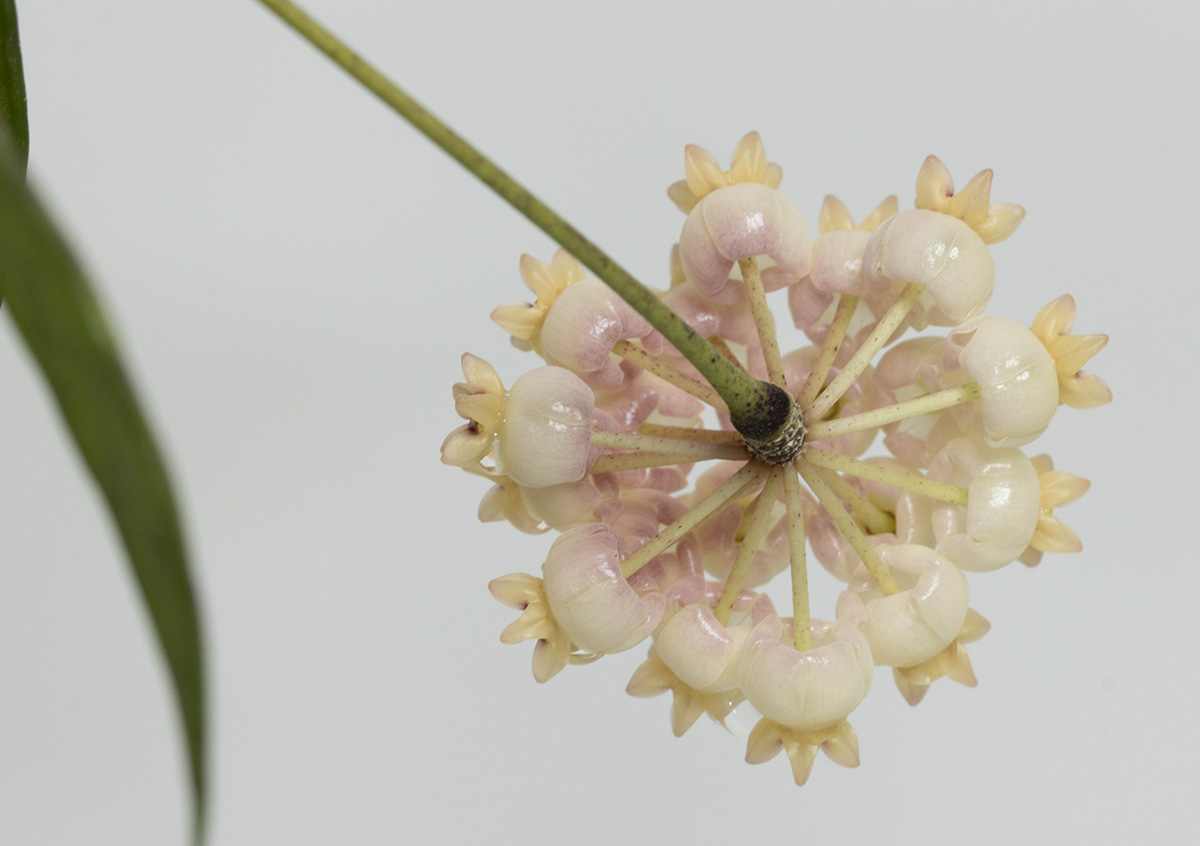 Hoya scortechinii