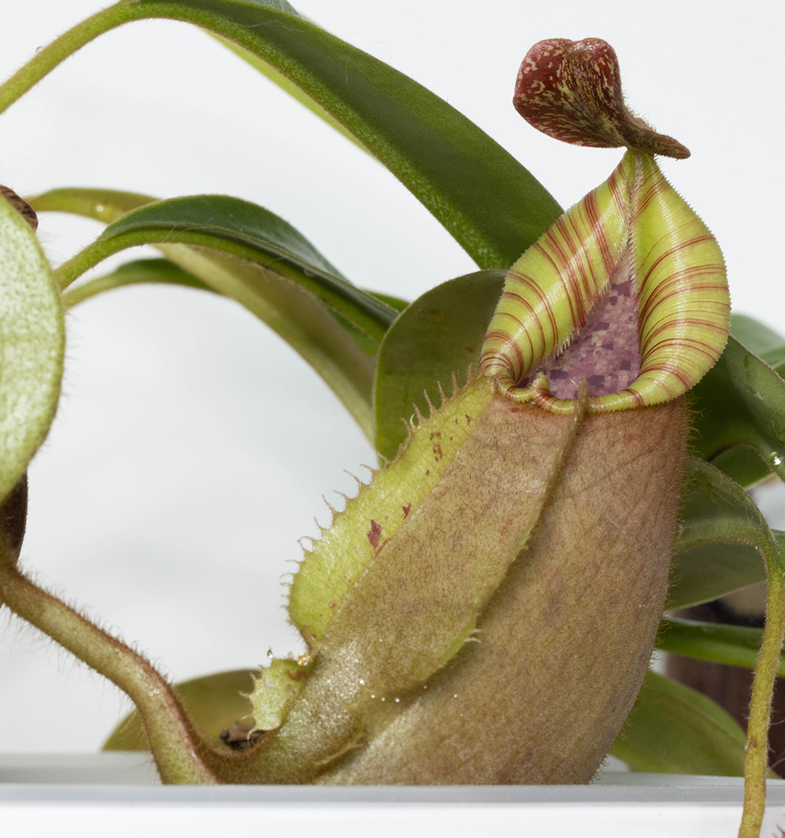 Nepenthes veitchii