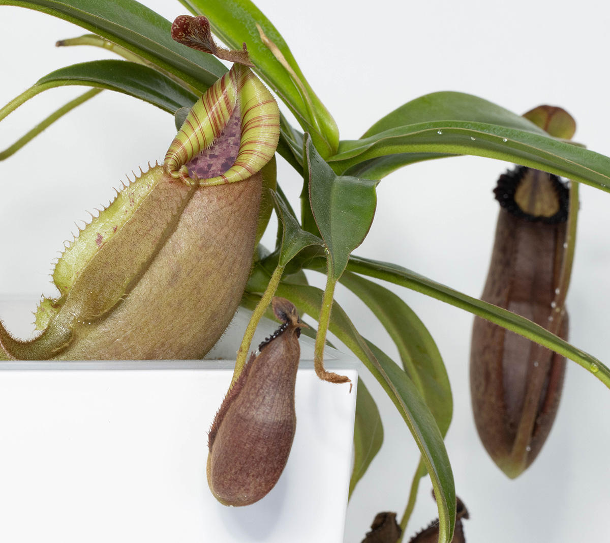 Nepenthes veitchii