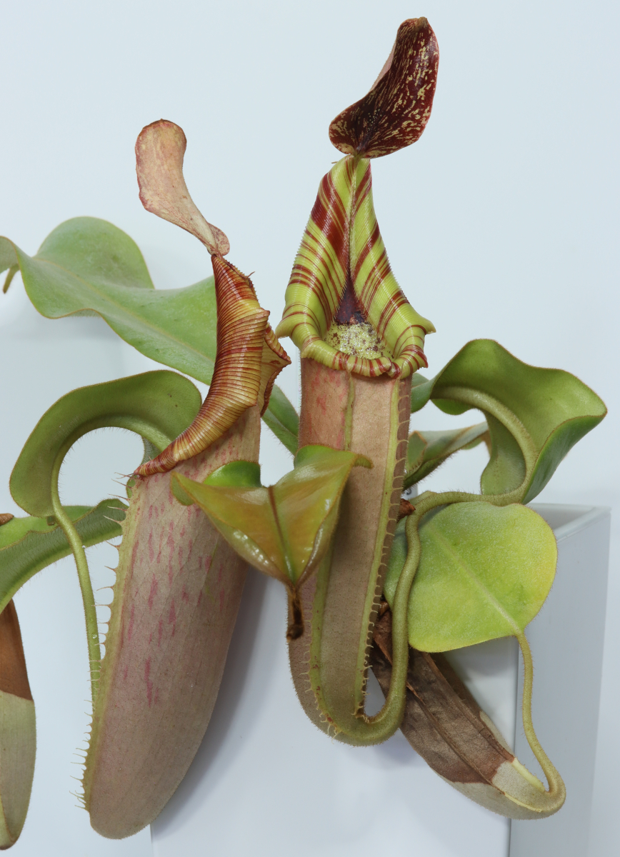 Nepenthes veitchii