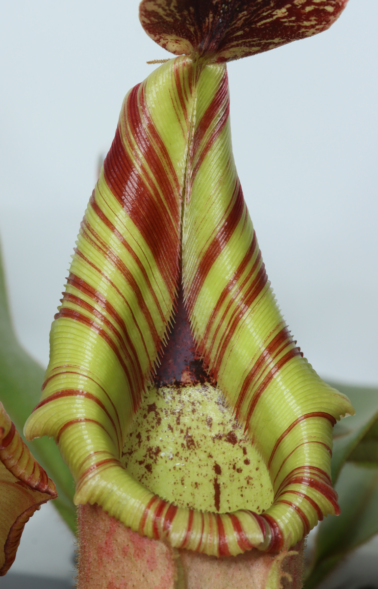 Nepenthes veitchii