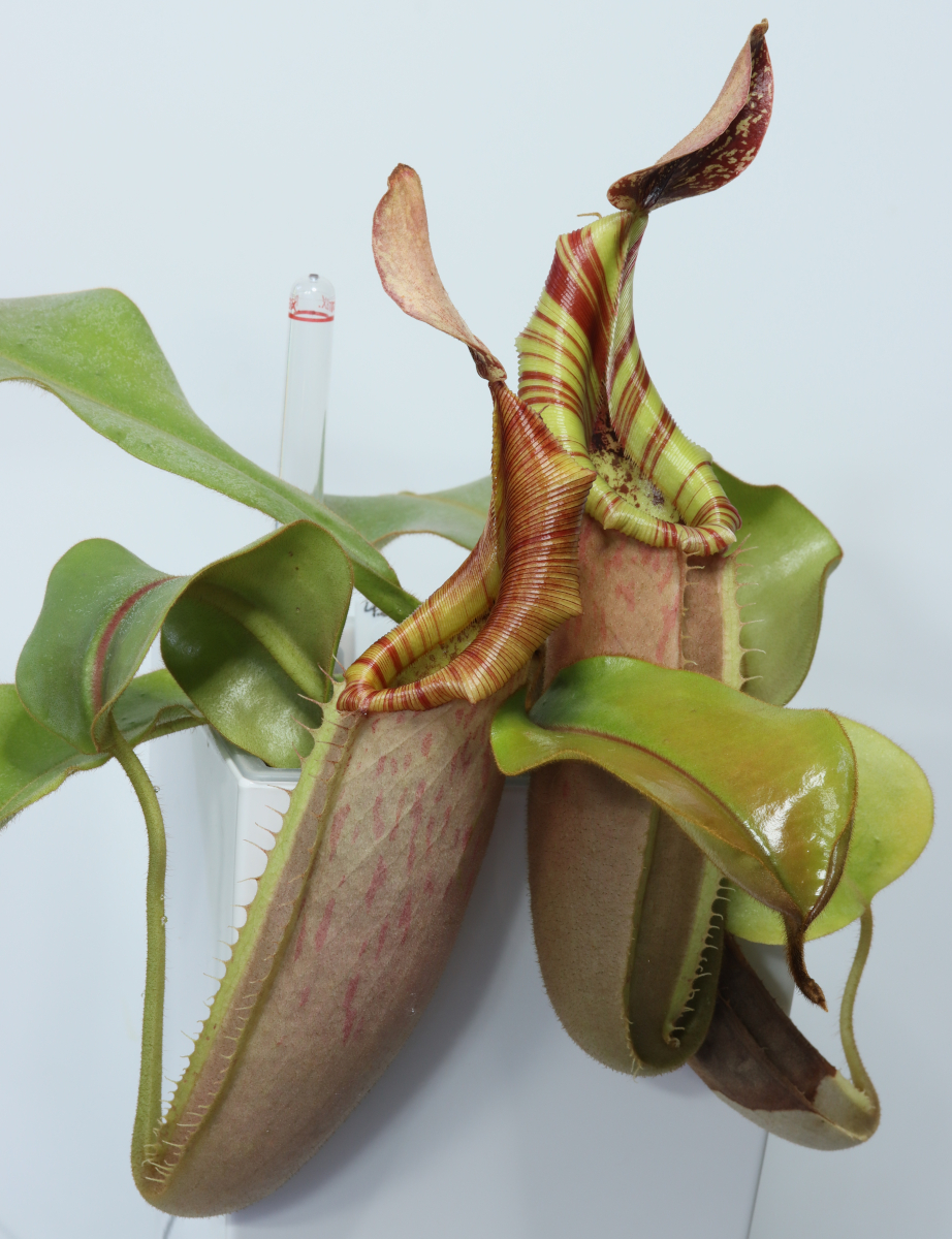 Nepenthes veitchii